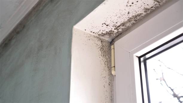 Best Attic Mold Remediation in Mount Jackson, VA