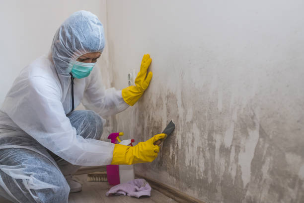 Best Residential Mold Remediation in Mount Jackson, VA