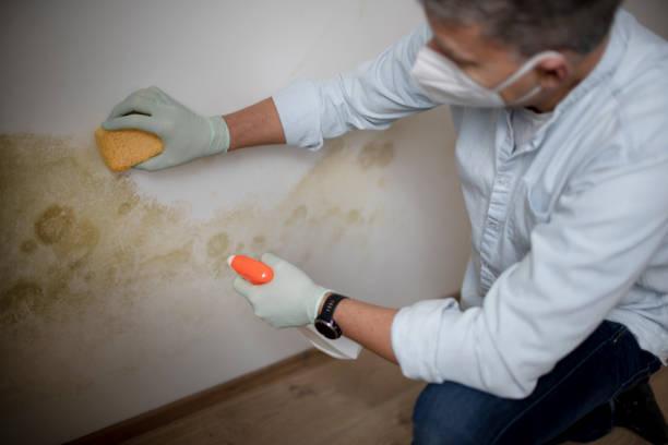 Best Mold Testing and Inspection Services in Mount Jackson, VA