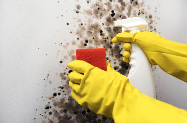 Trusted Mount Jackson, VA Mold Remediation Experts
