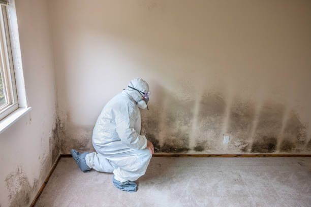 Best Localized Mold Remediation (e.g., coastal areas, humid climates) in Mount Jackson, VA