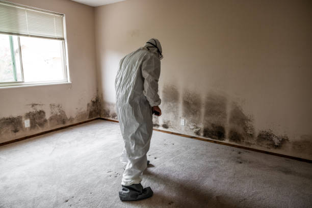 Professional Mold Remediation in Mount Jackson, VA
