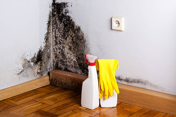 Best Residential Mold Remediation in Mount Jackson, VA