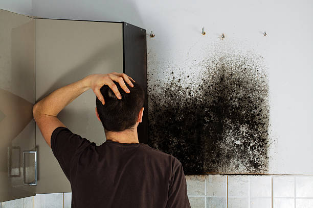 Best HVAC Mold Remediation in Mount Jackson, VA