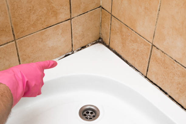 Best Post-Flood Mold Remediation in Mount Jackson, VA